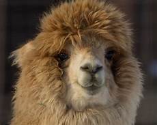 Alpaca Bears