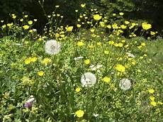 Alternative Health Herbs
