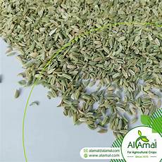Alubia Beans Container