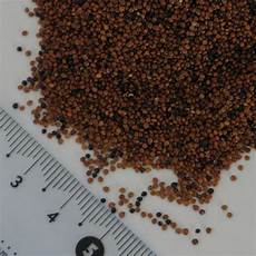 Alubia Kidney Beans
