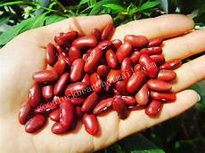 Alubia Kidney Beans