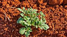 Alverde Insecticide