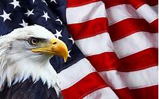 American Bald Eagle