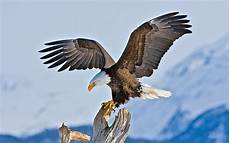 American Bald Eagle