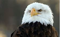 American Bald Eagle