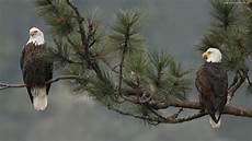 American Bald Eagle