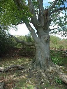 American Beech