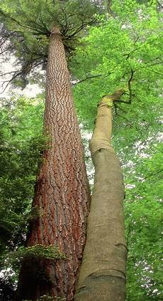 American Beech