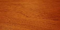 American Beech