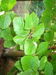 American Beech