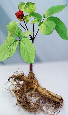 American Ginseng Extract