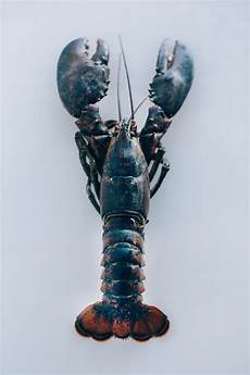 American Lobsters