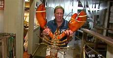 American Lobsters