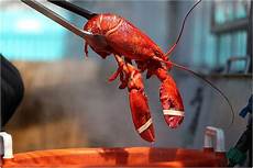 American Lobsters