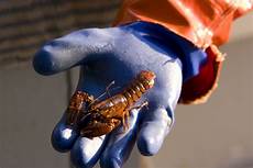 American Lobsters