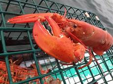 American Lobsters