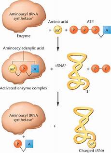 Amino Acid Complex