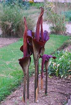 Amorphophallus Konjac