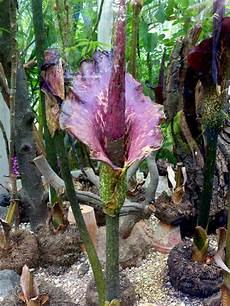 Amorphophallus Konjac