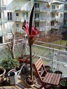 Amorphophallus Konjac