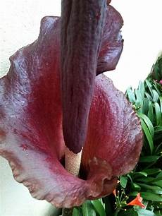 Amorphophallus Konjac
