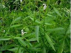 Andrographolide Extract