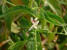 Andrographolide Extract