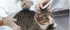 Anesthetics