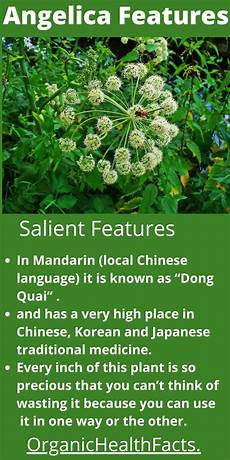 Angelica Extract