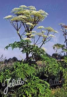 Angelica Extract