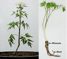 Angelica Extract