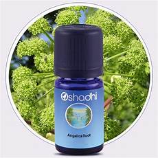 Angelica Root Extract