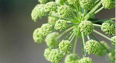 Angelica Root Extract
