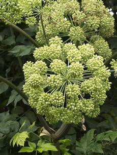 Angelica Root Extract