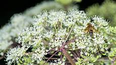 Angelica Sinensis
