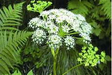 Angelica Sinensis