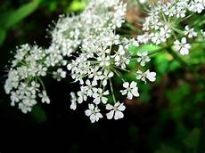 Angelica Sinensis