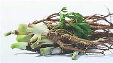 Angelica Sinensis