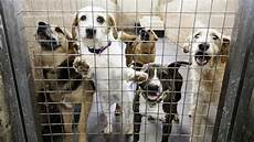 Animal Cages