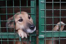 Animal Cages