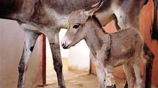 Animal Care