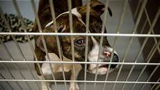 Animal Care