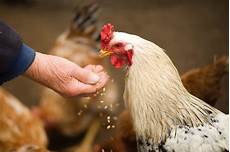 Animal Fodder High Protein