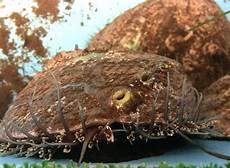 Animal Fodder High Protein