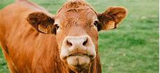 Animal Fodder High Protein