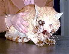 Animal Fur