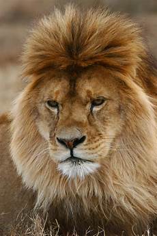Animal Hair