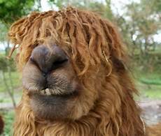 Animal Hair