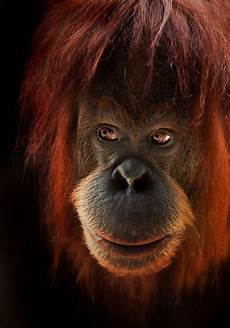 Animal Hair