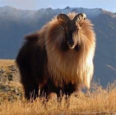Animal Hair
